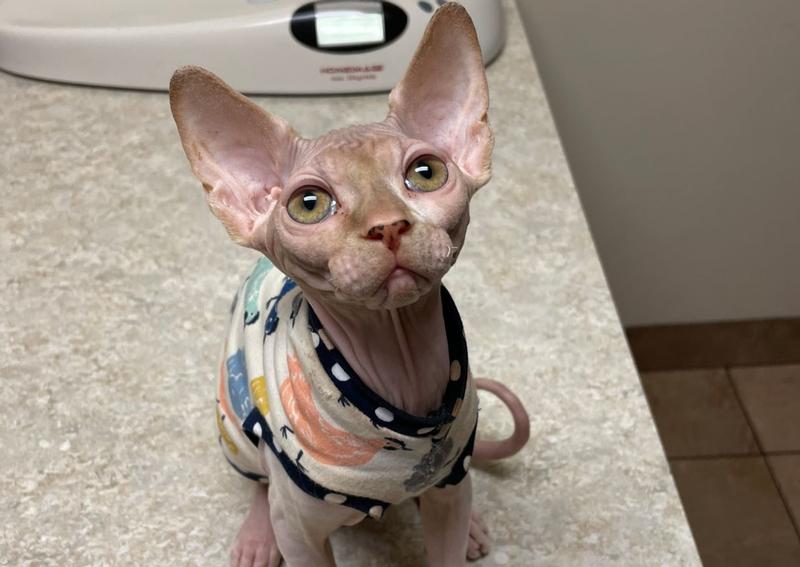 Shelton Veterinary Clinic Interlachen veterinary hospital